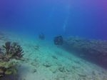 Hawaii Scuba divng 31