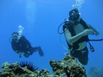 Hawaii Scuba divng 88