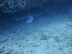 Hawaii Scuba divng 11