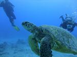 Hawaii Scuba divng 37