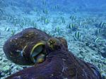 Hawaii Scuba divng 23