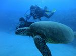 Oahu scuba 31