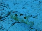 Oahu scuba 39
