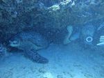 Hawaii scuba 16