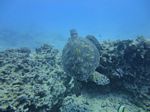 Hawaii Scuba divng 25