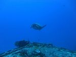 Hawaii Scuba divng 76