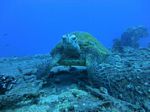 Hawaii Scuba divng 79