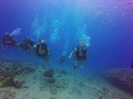 Hawaii Scuba divng 15