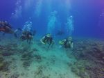 Hawaii Scuba divng 17