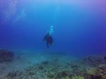 Hawaii Scuba divng 18