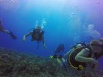 Hawaii Scuba divng 24