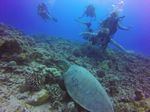 Hawaii Scuba divng 28