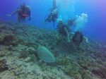 Hawaii Scuba divng 31