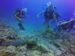 Hawaii Scuba divng 33