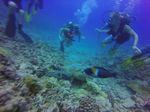 Hawaii Scuba divng 36