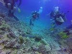 Hawaii Scuba divng 37