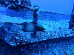 Honolulu scuba 02