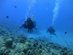 Hawaii Scuba divng 12