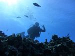 Hawaii Scuba divng 14