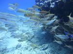 Hawaii Scuba divng 15