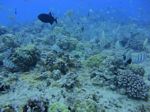 Hawaii Scuba divng 16