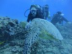 Hawaii Scuba divng 22