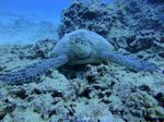 Hawaii Scuba divng 24