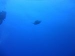 Hawaii Scuba divng 11