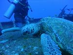 Hawaii Scuba divng 13