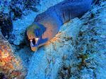 Hawaii Scuba divng 23