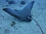 Hawaii Scuba divng 36