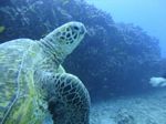 Hawaii Scuba divng 49