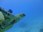 Hawaii Scuba divng 51