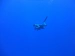 Hawaii Scuba divng 05