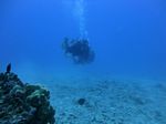 Hawaii Scuba divng 60