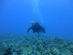 Hawaii Scuba divng 61