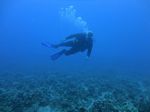 Hawaii Scuba divng 63