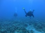 Hawaii Scuba divng 64