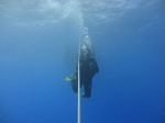 Hawaii Scuba divng 40