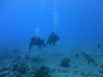 Hawaii Scuba divng 43