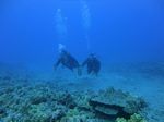 Hawaii Scuba divng 59