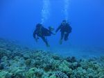 Hawaii Scuba divng 60