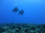 Hawaii Scuba divng 66