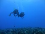 Hawaii Scuba divng 67