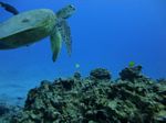 Hawaii Scuba divng 24