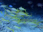 Hawaii Scuba divng 28