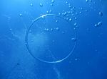 Hawaii Scuba divng 49