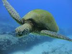 Hawaii Scuba divng 14