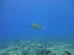 Hawaii Scuba divng 16