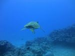 Hawaii Scuba divng 29